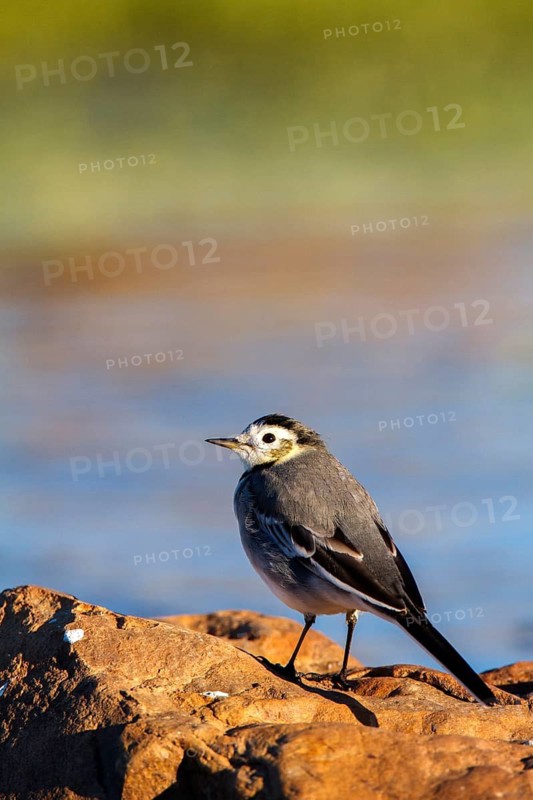 White Wagtail (Motacilla alba), Castile-La Mancha, Spain