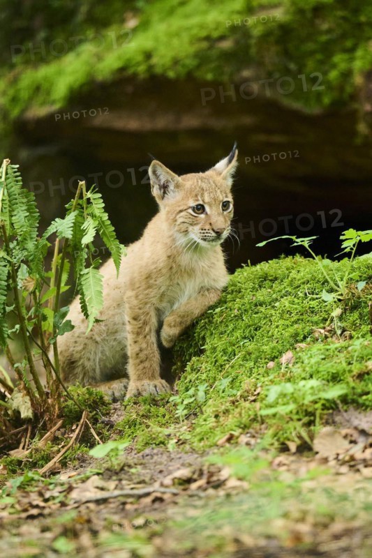 Eurasian lynx (Lynx lynx) youngster sitting in a forest, Bavaria, Germany