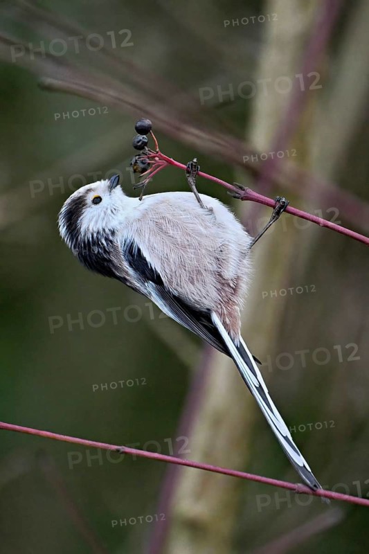 Long-tailed Tit (Aegithalos caudatus), eating fruit, Switzerland