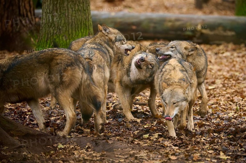Wolf pack in the forest showing communicative behaviour on leafy ground, wolf (Canis lupus), Germany