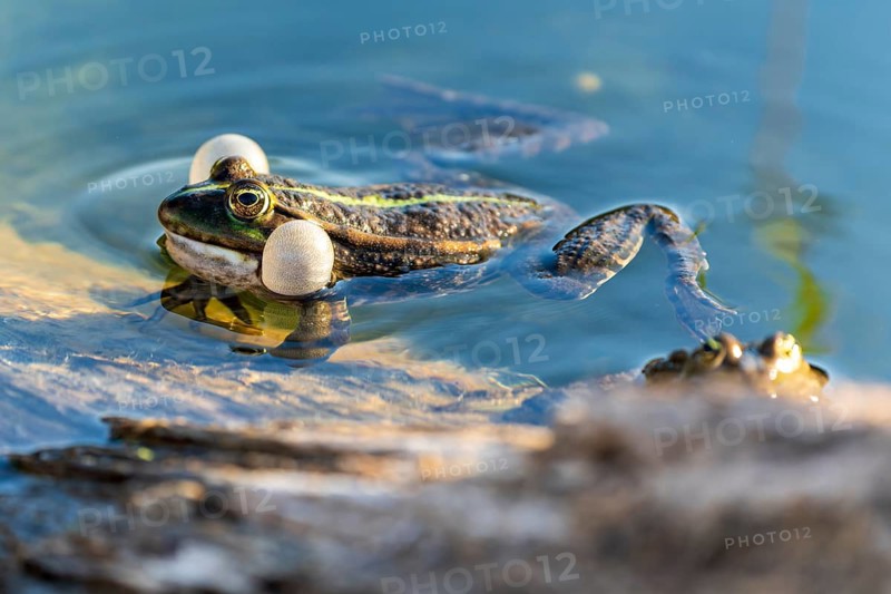 Water frog (Rana esculante), France
