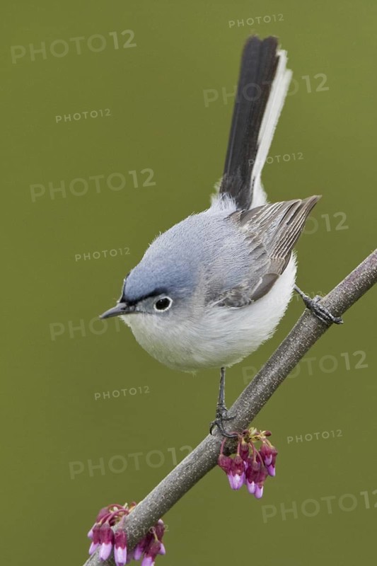 Blue-grey Gnatcatcher (Polioptila caerulea), Ontario, Canada