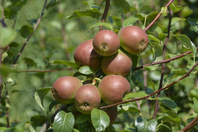 Pear (Pyrus communis 'Nordhäuser Winterforelle'), Bundessortenamt Prüfstelle Wurzen, Wurzen, Saxony, Germany
