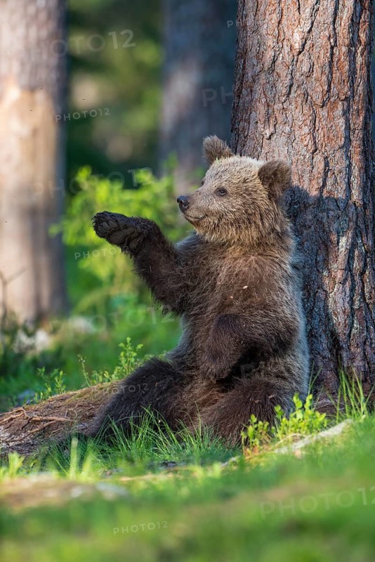 Eurasian Brown Bear (Ursus arctos) cub resting on forest floor leaning against tree, Finland