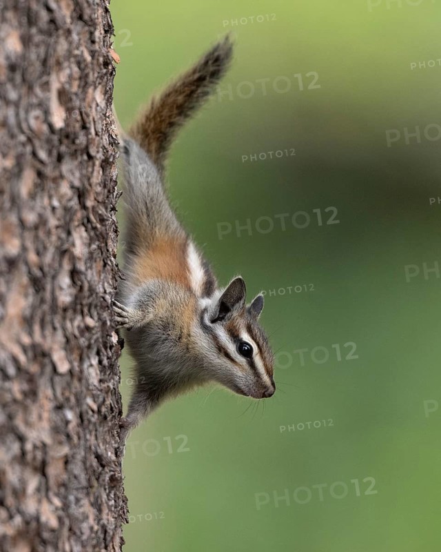 A Lodgepole Chipmunk clinging to the trunk of a conifer in El Dorado National Forest, California USA