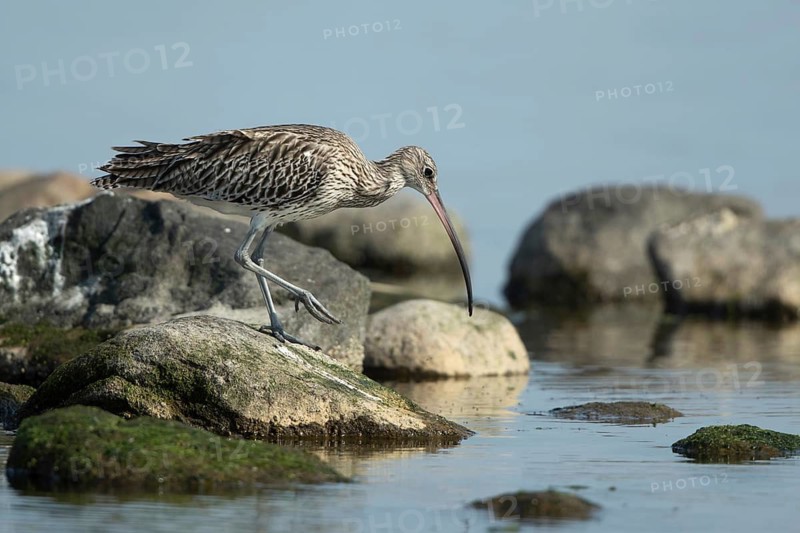 Eurasian Curlew (Numenius arquata) foraging, Mecklenburg-Western Pomerania, Germany