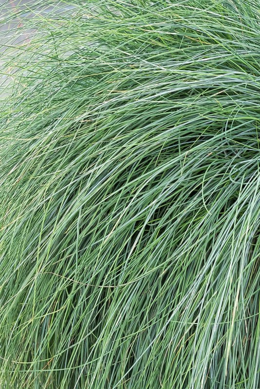 Blue fescue (Festuca glauca 'Festina'),  Germany