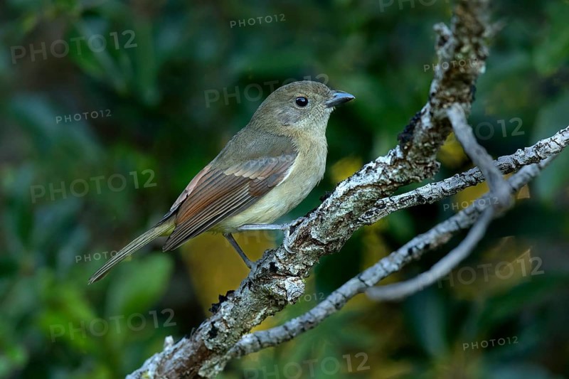 Australian Golden Whistler (Pachycephala pectoralis xanthoprocta) perched on a branch, Norfolk Island, Australia
