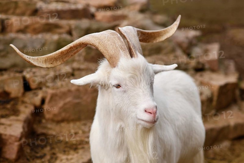 Male white domestic goat with beard and large horns