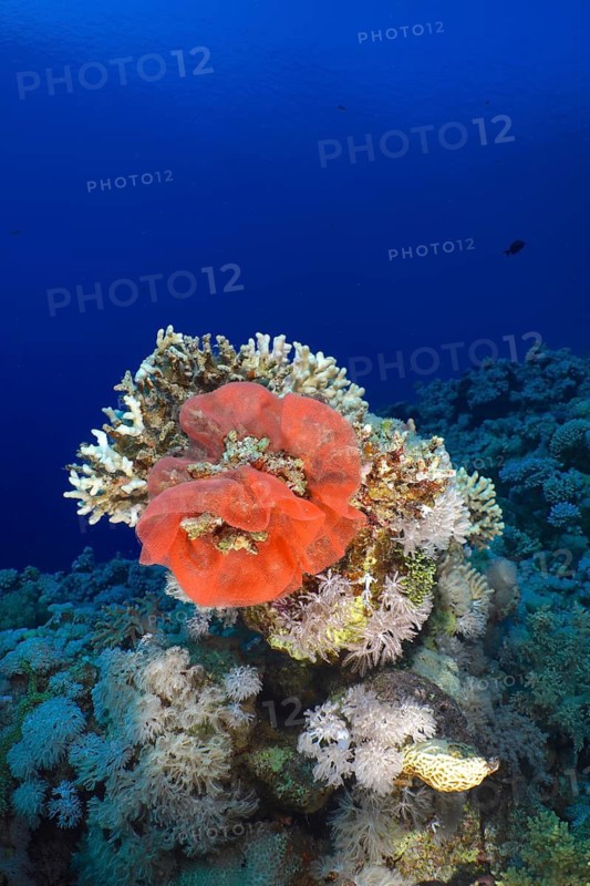 Spanish dancer spawn (Hexabranchus sanguineus)