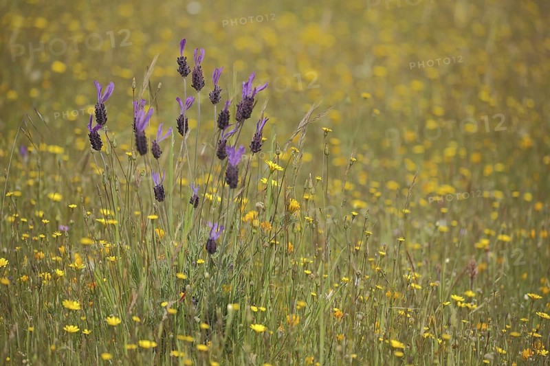 Crested lavender (Lavandula stoechas), meadow, nature photography, Campillo de Deleitosa, Extremadura, Spain