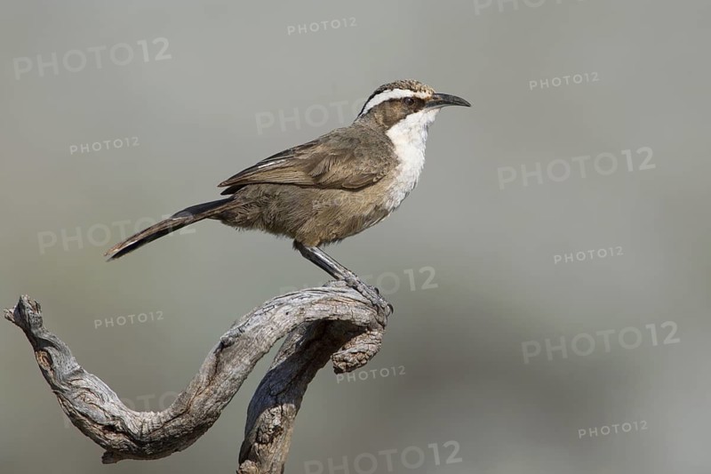 White-browed Babbler (Pomatostomus superciliosus), Australia
