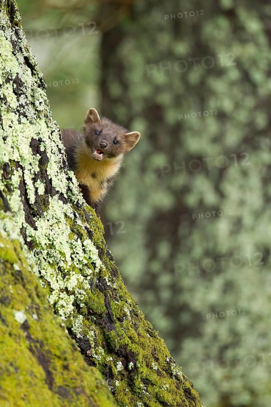 European pine marten (Martes martes) adult animal on a tree trunk in a woodland in summer, Scotland, United Kingdom