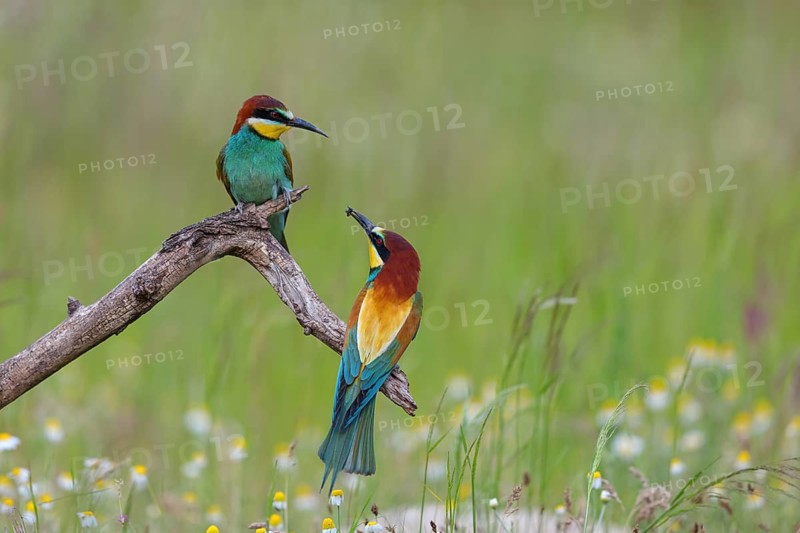 Bee-eater, (Merops apiaster), pair, perch, Tiszaalp-r, Kiskuns-gi National Park, B-cs-Kiskun, Hungary