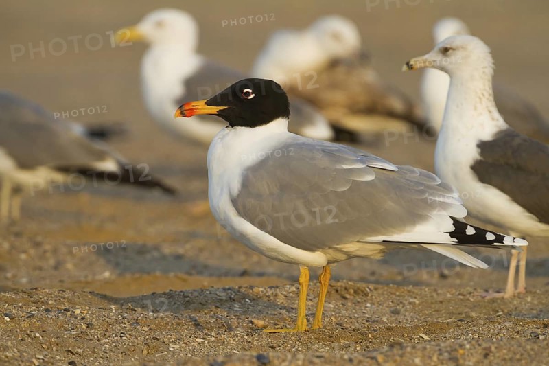 Pallas's Gull (Ichthyaetus ichthyaetus), Oman
