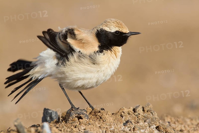 Desert Wheatear (Oenanthe deserti homochroa) male, Morocco