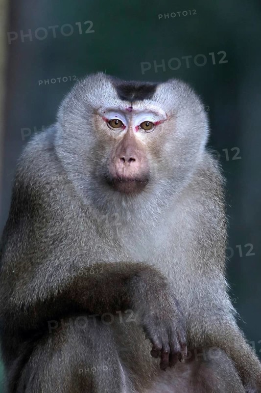 Northern Pig-tailed Macaque (Macaca leonina) male, Khao Yai National Park, Thailand