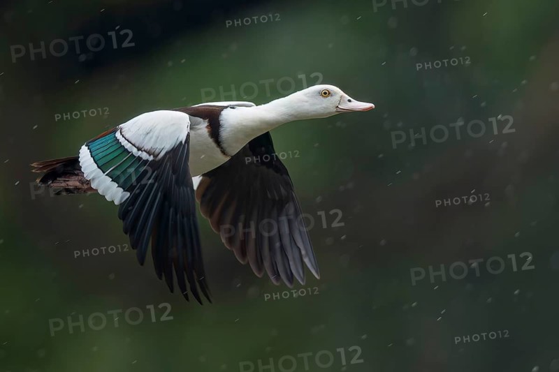 Raja Shelduck (Radjah radjah) in a awertland area in Papua New Guinea