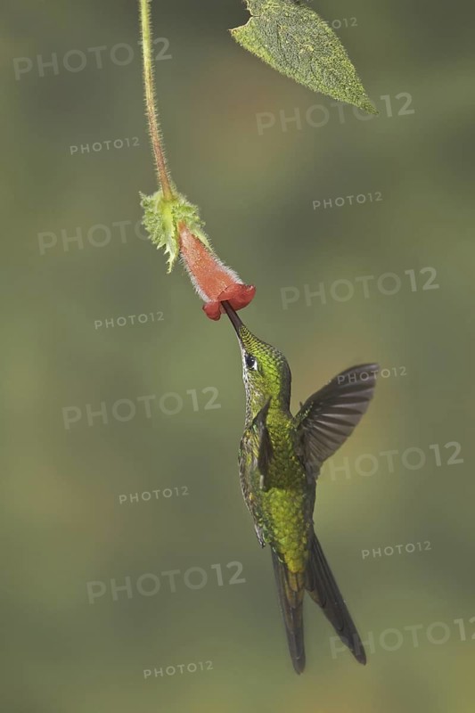 Empress Brilliant (Heliodoxa imperatrix), Ecuador