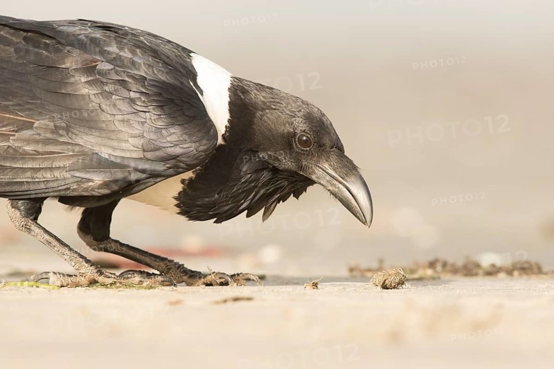 Pied Crow (Corvus albus), Gambia