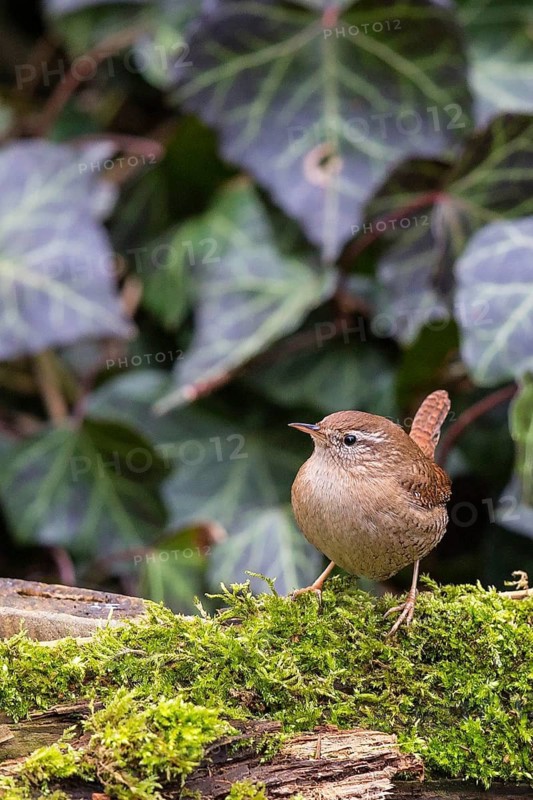 Eurasian Wren (Troglodytes troglodytes), Bavaria, Germany