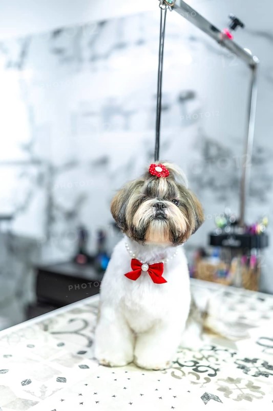 Shih tzu dog standing on a grooming table at a pet salon, featuring a fresh haircut, a red bow in her hair, and a pearl necklace, ready for collection