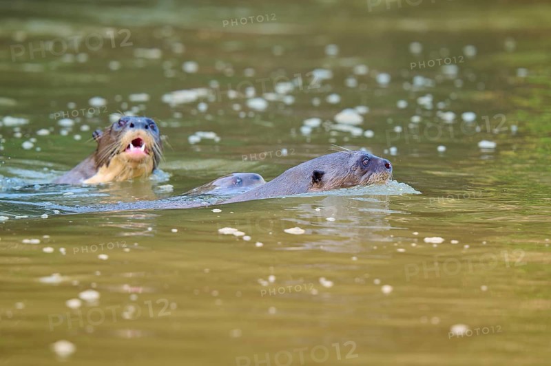 Three otters swimming on the water surface in the river, giant otter (Pteronura brasiliensis), Pantanal, Mato Grosso, Brazil