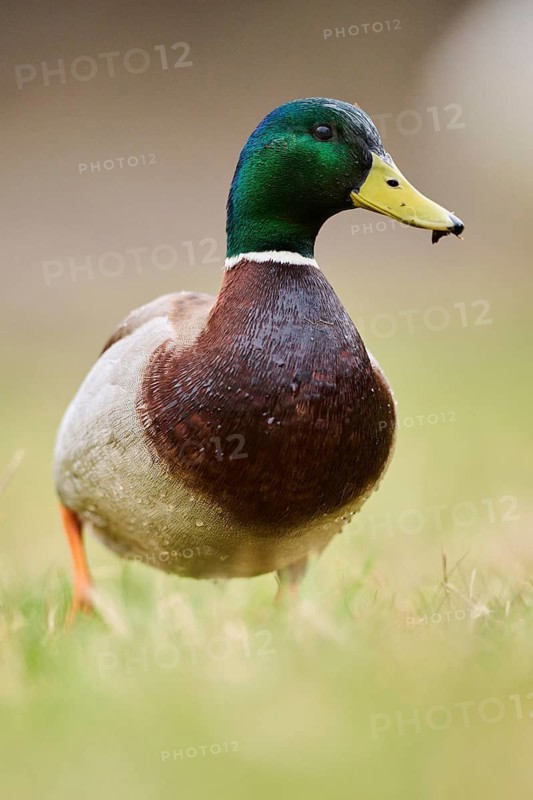 Wild duck (Anas platyrhynchos) male walking on a meadow, Bavaria, Germany