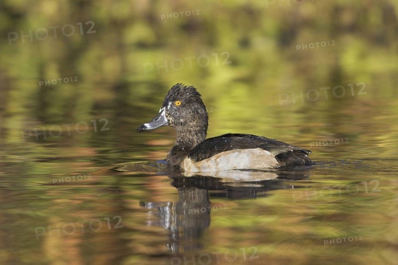 Ring-necked Duck (Aythya collaris) female, British Columbia, Canada