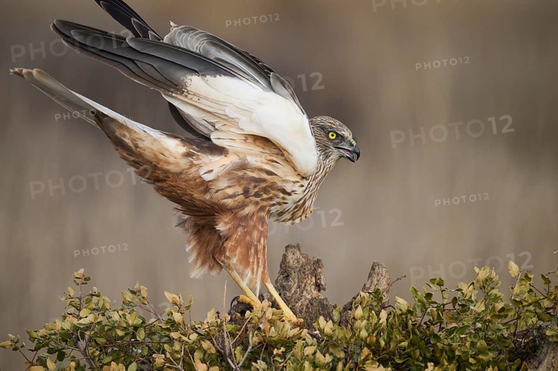 A majestic red kite is captured perched on a branch, its keen eyes scanning the surroundings, poised for the hunt in a wild, natural environment