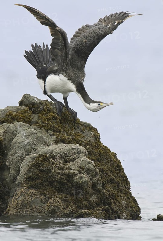 Australian Pied Cormorant (Phalacrocorax varius), New Zealand