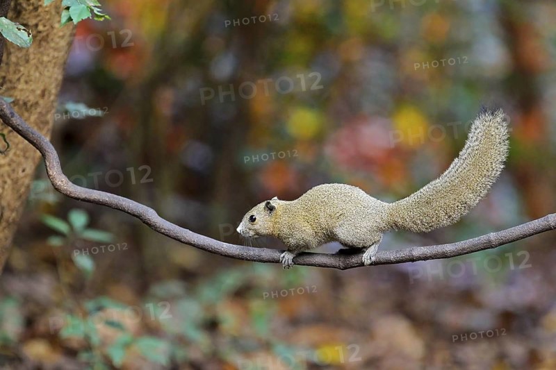 Graubauchhörnchen (Callosciurus caniceps) im Morgenlicht im Regenwald auf Ast kletternd, Kaeng Krachan Nationalpark, Thailand