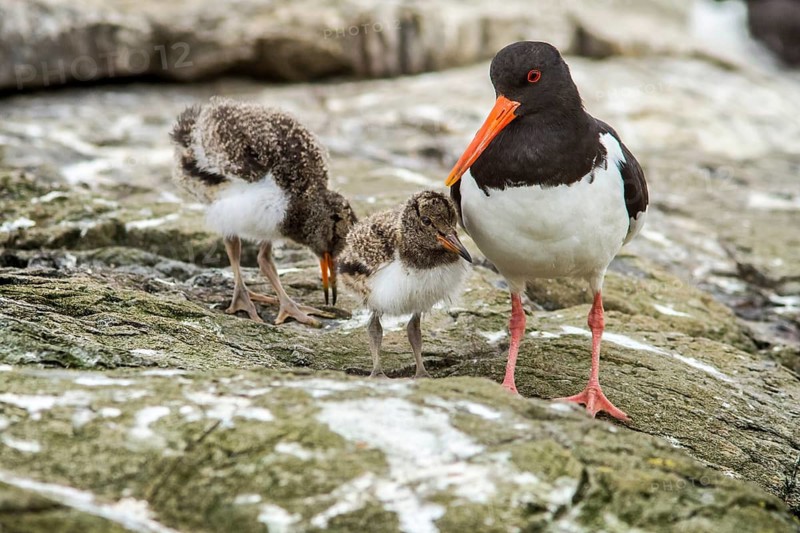 Eurasian Oystercatcher (Haematopus ostralegus) adult and chick, Farne Islands, United Kingdom