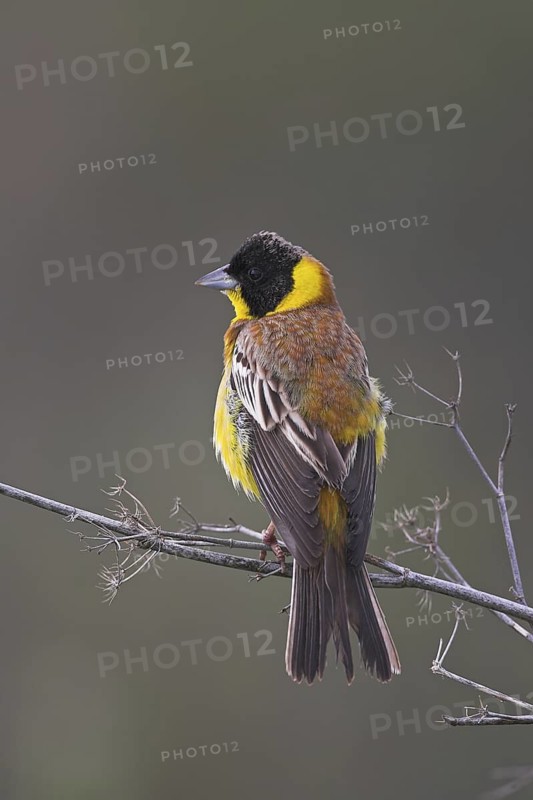 Black-headed Bunting (Emberiza melanocephala) male, Lesvos, Greece