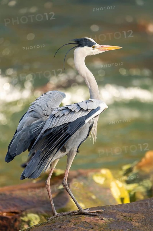 Grey heron (Ardea cinerea) standing at the shore of a lake, wildlife, Bavaria, Germany