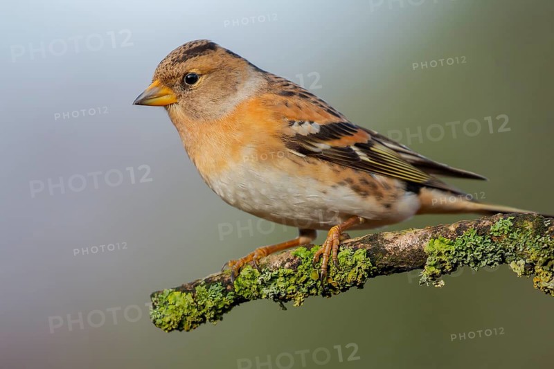 Brambling (Fringilla montifringilla) female perched on a branch, Lower Saxony, Germany
