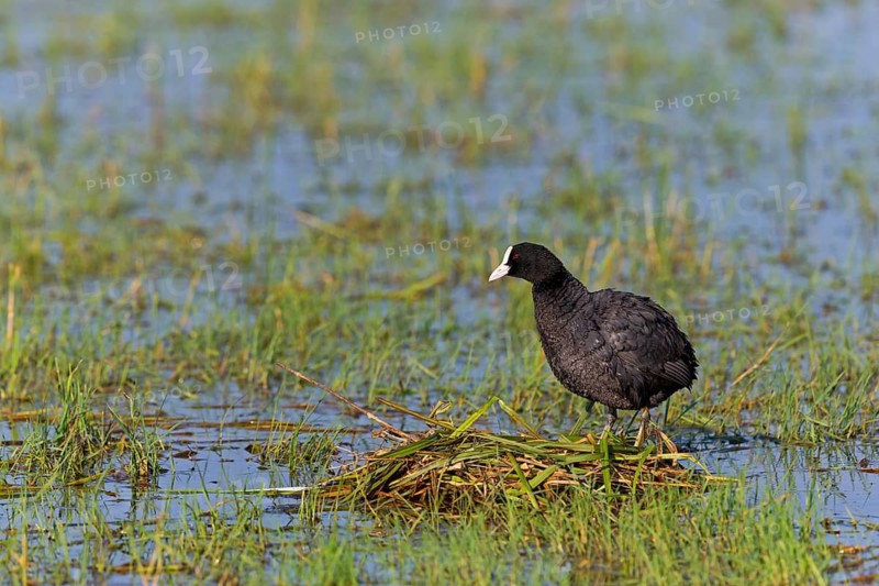 Blässhuhn, Bleßhuhn, Bläßralle, Bleßralle, Bläßhuhn, Black Coot, Coot, Eurasian Coot, Common Coot, Fulica atra, Foulque macroule, Focha Común