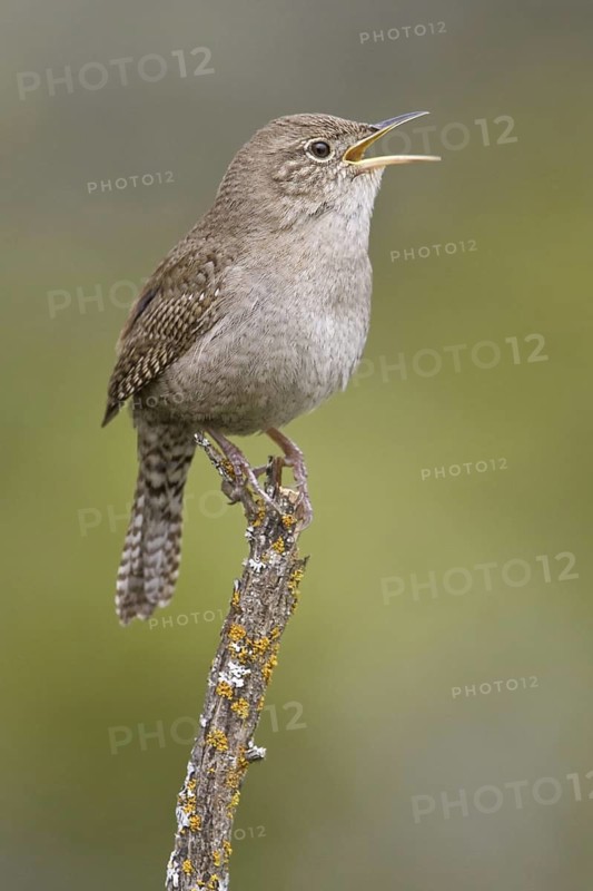 House Wren (Troglodytes aedon) singing, British Columbia, Canada