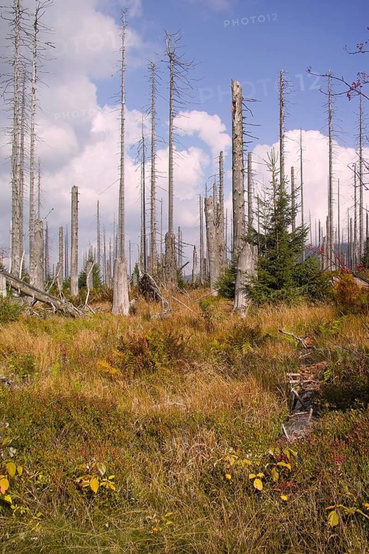 Dead tree trunks rise up in a grassy area under a blue sky, Lusen, Bavarian Forest National Park, Bavaria