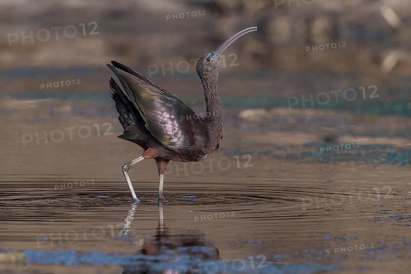 Glossy Ibis (Plegadis falcinellus), Santiago, Cape Verde