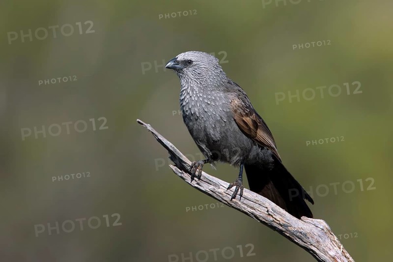 Apostlebird (Struthidea cinerea), Victoria, Australia
