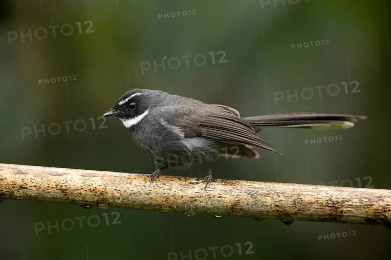 White-throated Fantail (Rhipidura albicollis) perched on a branch, Sabah, Malaysia