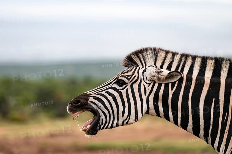 Funny, animal portrait, Burchell's zebra (Equus quagga burchelli) neighing and showing teeth, Addo Elephant National Park, Eastern Cape, South Africa