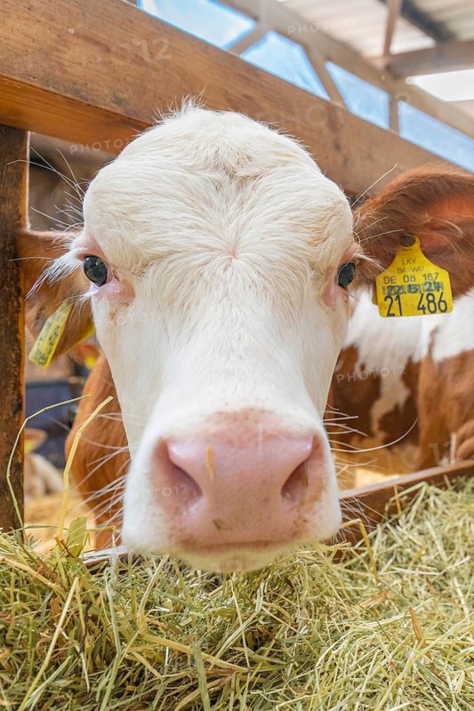 Close-up of a cow's nose eating hay, fitted with ear tags, Haselstaller Hof, Gechingen, Black Forest, Germany