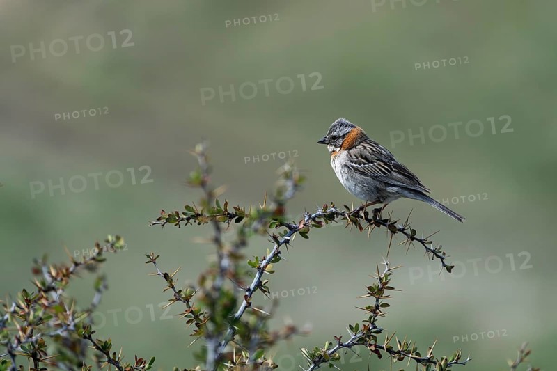 Morning Bunting (Zonotrichia capensis), bird sitting on a thorny branch of a barberry bush, Torres del Paine National Park, Patagonia, Chile