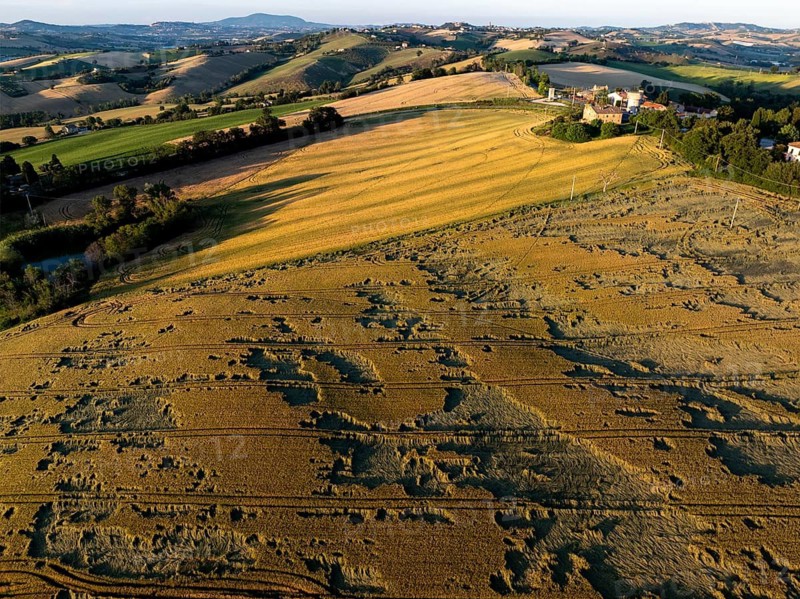 Aerial view of rural fields near Macerata, Italy, during golden hour. Rolling hills, cultivated land and scattered trees under warm evening light