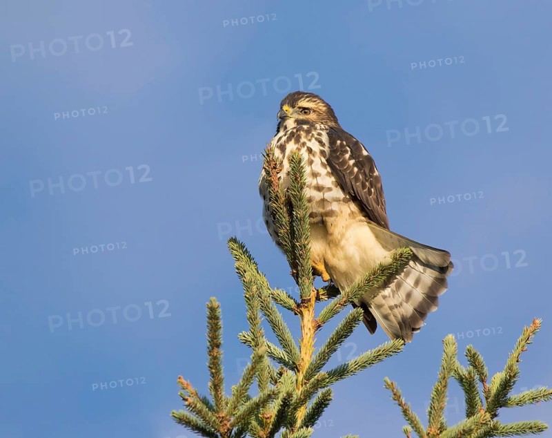 Broad-winged Hawk, Buteo platypterus, perched in Saskatoon in the fall, Saskatchewan