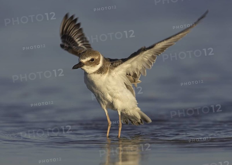 Wilson's Plover (Charadrius wilsonia), Florida, USA