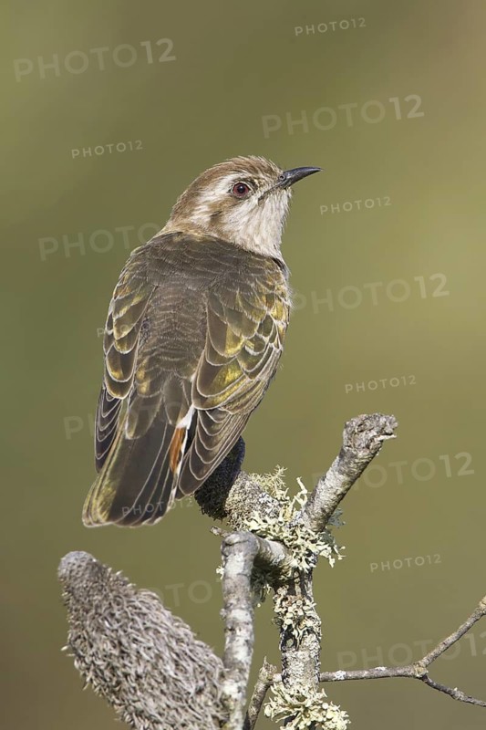 Horsfield's Bronze Cuckoo (Chrysococcyx basalis), Victoria, Australia