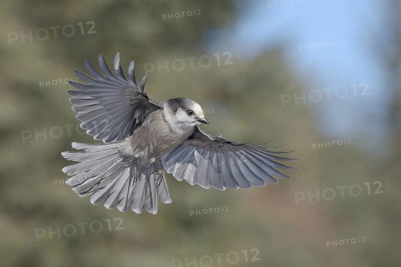 Grey Jay (Perisoreus canadensis) flying, Alaska, USA
